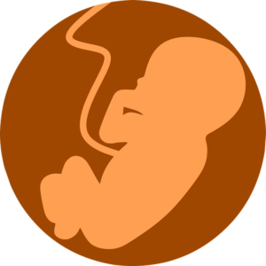 fetus gf71fbeec9 640 NeoVital Nutrition